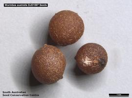   Seeds:   Wurmbea australis ; Photo by South Australian Seed Conservation Centre, used with permission 
